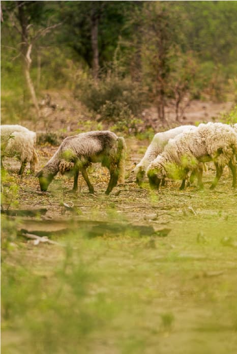 Ovejas en el monte — origen de la lana Pintuna